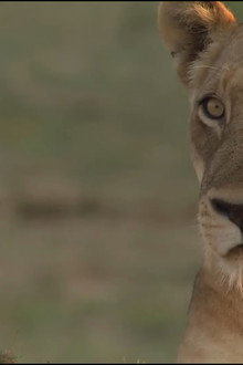 Lions of Crocodile River