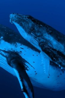 Whale-Wisdom