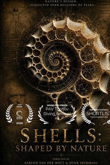 Shells: Shaped by Nature