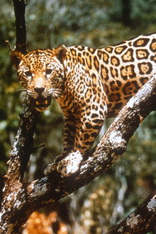 Jungle Cat