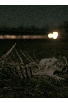 Roadkill