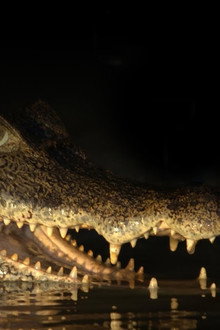 Capturing the Killer Croc