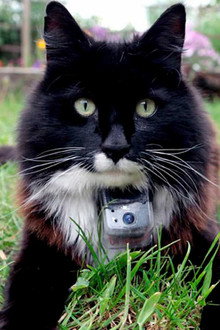 The Secret Life of Cats