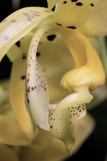 Le génie caché des plantes