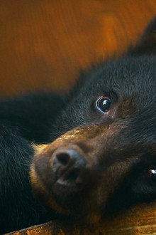 Wild Bear Rescue