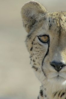 África,-Garras-e-Mandíbulas