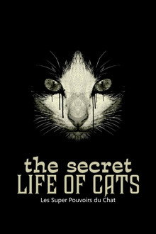 Les Super Pouvoirs du chat