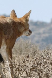 Africa's-Lost-Wolves
