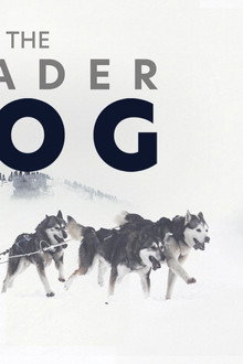 The Leader Dog