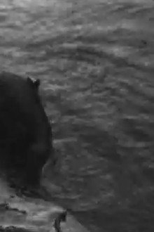 Бобер на Україні