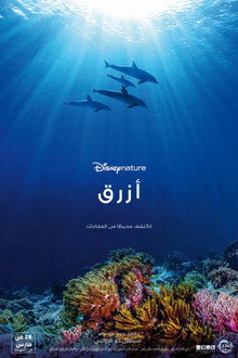 Dolphin Reef
