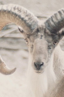 Paradies der Tiere
