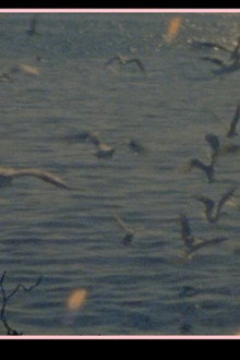 Les oiseaux vont mourir au Pérou