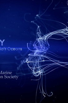 SANCTUARY - Safeguarding Australia's Oceans