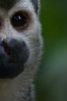 Wild-Latin-America