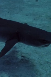 Sharks' Treasure