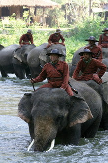 Sunny et l'éléphant