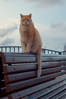 Cats of Malta