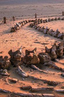 When Whales Could Walk