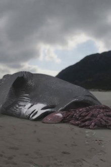 Megalodon-The-Monster-Shark-Lives