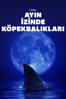 Ayın İzinde Köpekbalıkları