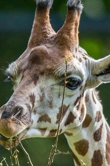 Maman girafe