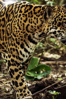 Jaguar Beach‎