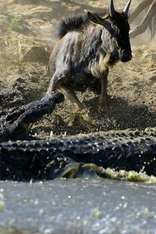 Krokodile---das-wahre-Leben-der-Urzeitechsen