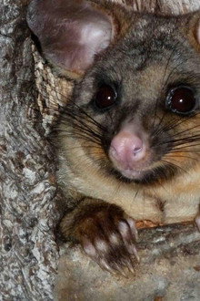 Possum Wars