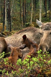 The-Moose-Movie