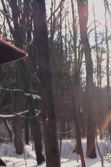 I've Seen Bigfoot