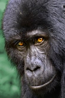 Wildes-Uganda