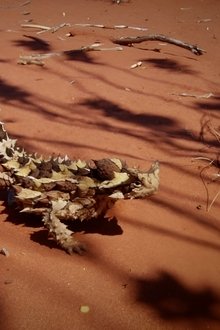 Deadly-Australians