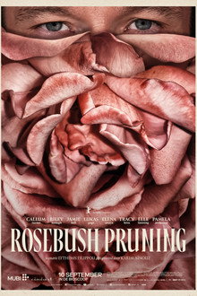 Rosebush Pruning