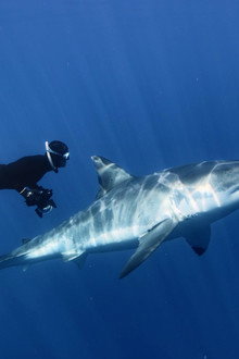 Great White Shark