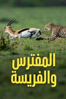 المفترس والفريسة