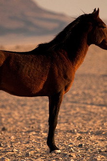 Africa's Wild West