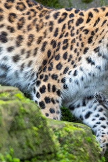 Wild India
