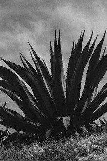 Magueyes