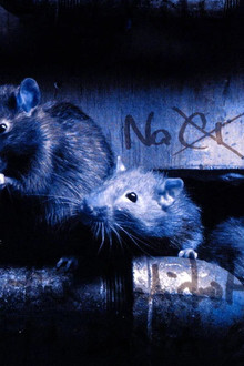 Altered Species