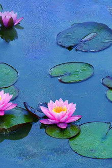 Los-nenúfares-de-Monet