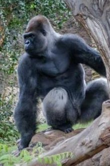 Gorillas-Rumble-in-the-Jungle