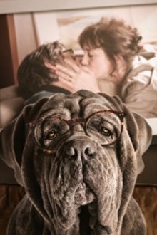 Mon-chien-stupide