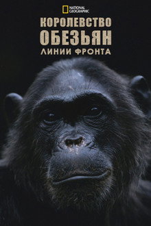 Королевство обезьян: линии фронта