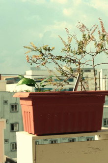 BLOOM