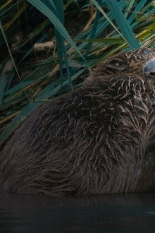 Castor, la force de la nature