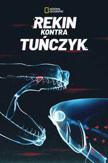 Rekin kontra tuńczyk