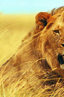 Walking with Lions
