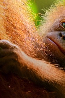 Orangutangernas hemliga liv