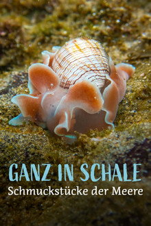 Ganz in Schale – Schmuckstücke der Meere